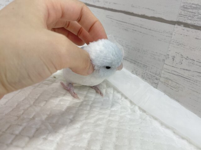 最新画像あり⭐️動画あり⭐︎人気カラー🩵マメルリハインコ(アメリカンホワイト) マメルリハ