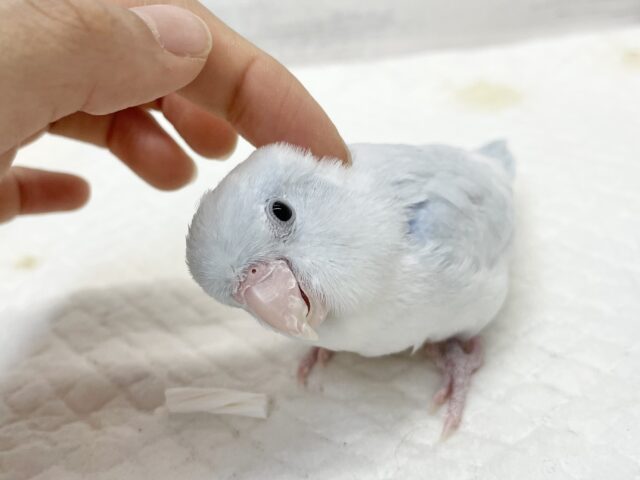 マメルリハ