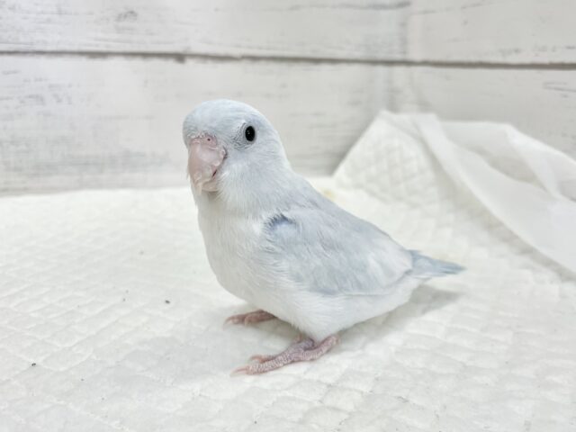 最新画像あり⭐️動画あり⭐︎人気カラー🩵マメルリハインコ(アメリカンホワイト) マメルリハ