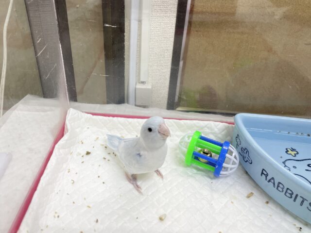 最新画像あり⭐️動画あり⭐︎人気カラー🩵マメルリハインコ(アメリカンホワイト) マメルリハ