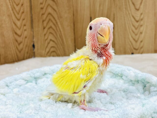 【最新画像】ジューシーなフルーツみたい💛❤️コザクラインコ(ルチノー)ヒナ コザクラインコ(小桜インコ)