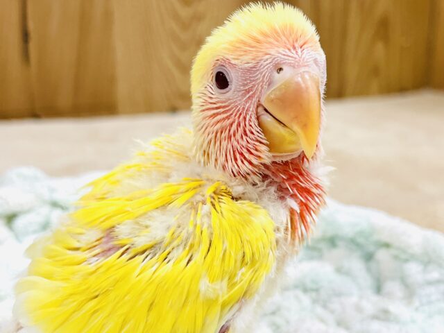 【最新画像】ジューシーなフルーツみたい💛❤️コザクラインコ(ルチノー)ヒナ コザクラインコ(小桜インコ)