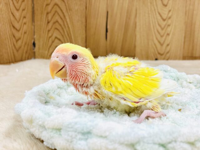【最新画像】ジューシーなフルーツみたい💛❤️コザクラインコ(ルチノー)ヒナ コザクラインコ(小桜インコ)