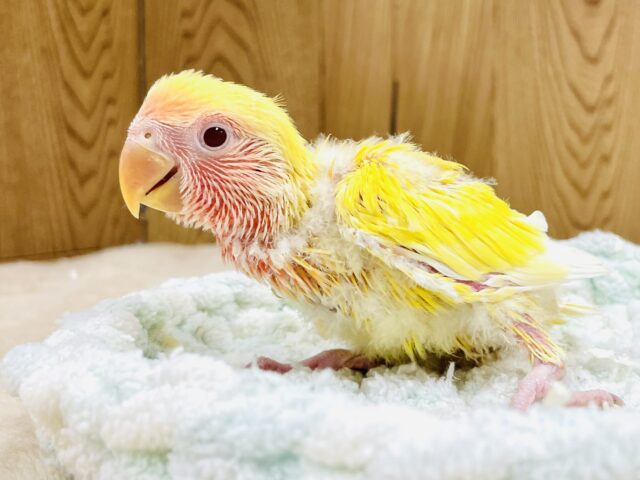 【最新画像】ジューシーなフルーツみたい💛❤️コザクラインコ(ルチノー)ヒナ コザクラインコ(小桜インコ)