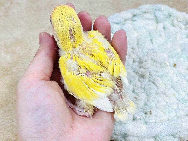 【最新画像】ジューシーなフルーツみたい💛❤️コザクラインコ(ルチノー)ヒナ コザクラインコ(小桜インコ)
