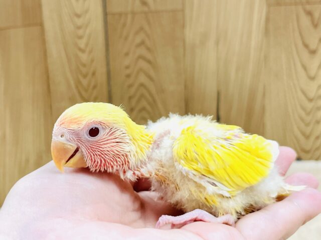 【最新画像】ジューシーなフルーツみたい💛❤️コザクラインコ(ルチノー)ヒナ コザクラインコ(小桜インコ)