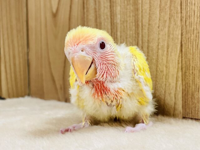 【最新画像】ジューシーなフルーツみたい💛❤️コザクラインコ(ルチノー)ヒナ コザクラインコ(小桜インコ)