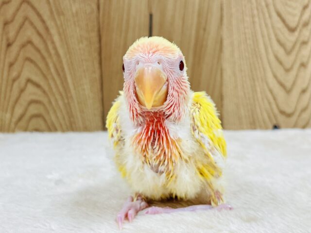 【最新画像】ジューシーなフルーツみたい💛❤️コザクラインコ(ルチノー)ヒナ コザクラインコ(小桜インコ)