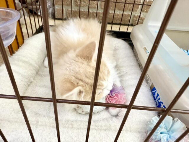 ミヌエット