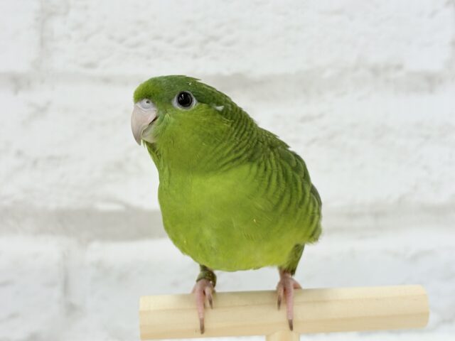 【最新画像更新🪄もうすぐひとり餌☆】サザナミ界のアピール番長☆サザナミインコ(ダークグリーンスパングルSF) ヒナ サザナミインコ
