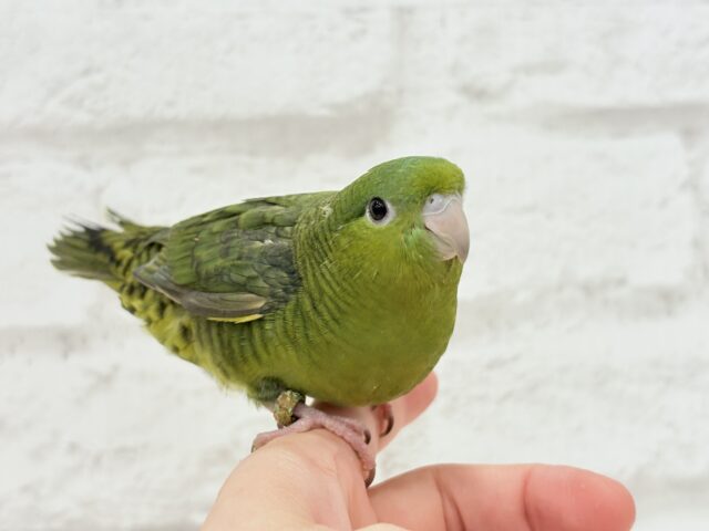 【最新画像更新🪄もうすぐひとり餌☆】サザナミ界のアピール番長☆サザナミインコ(ダークグリーンスパングルSF) ヒナ サザナミインコ