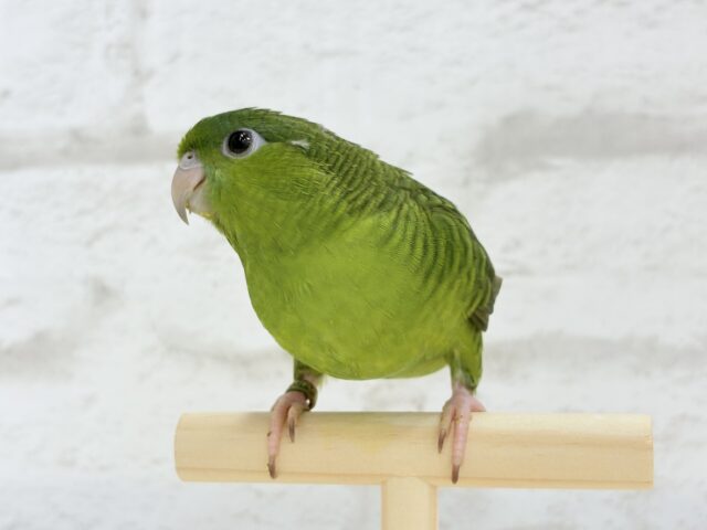 【最新画像更新🪄もうすぐひとり餌☆】サザナミ界のアピール番長☆サザナミインコ(ダークグリーンスパングルSF) ヒナ サザナミインコ