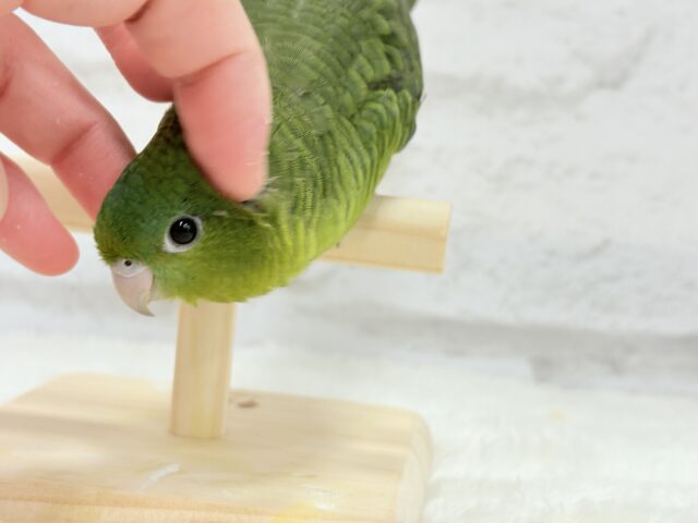 【最新画像更新🪄もうすぐひとり餌☆】サザナミ界のアピール番長☆サザナミインコ(ダークグリーンスパングルSF) ヒナ サザナミインコ