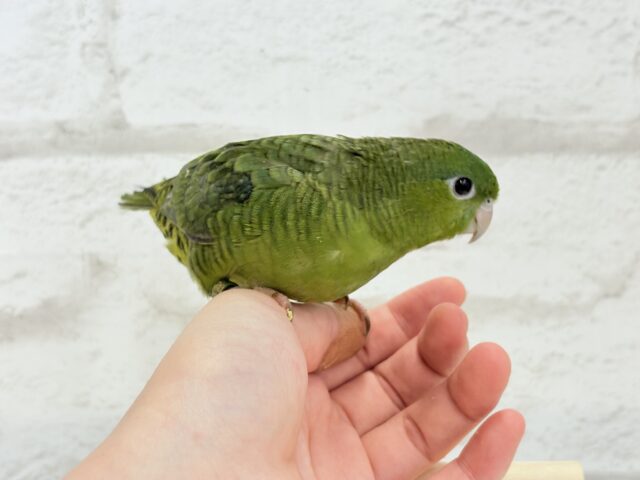 【最新画像更新🪄もうすぐひとり餌☆】サザナミ界のアピール番長☆サザナミインコ(ダークグリーンスパングルSF) ヒナ サザナミインコ