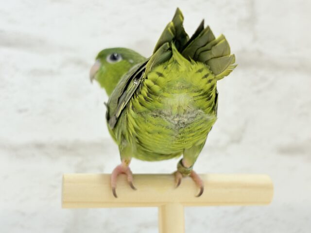 【最新画像更新🪄もうすぐひとり餌☆】サザナミ界のアピール番長☆サザナミインコ(ダークグリーンスパングルSF) ヒナ サザナミインコ