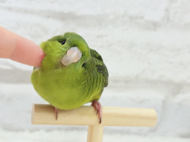 【最新画像更新🪄もうすぐひとり餌☆】サザナミ界のアピール番長☆サザナミインコ(ダークグリーンスパングルSF) ヒナ サザナミインコ