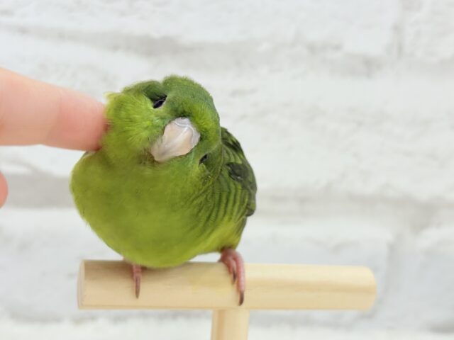 【最新画像更新🪄もうすぐひとり餌☆】サザナミ界のアピール番長☆サザナミインコ(ダークグリーンスパングルSF) ヒナ サザナミインコ