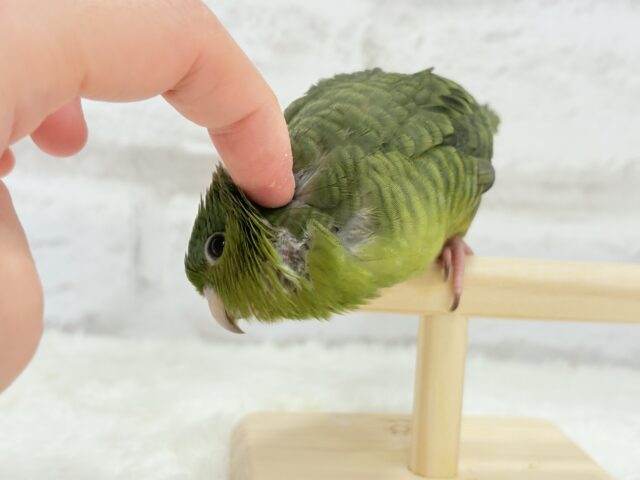 【最新画像更新🪄もうすぐひとり餌☆】サザナミ界のアピール番長☆サザナミインコ(ダークグリーンスパングルSF) ヒナ サザナミインコ