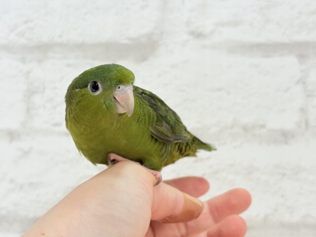 【最新画像更新🪄もうすぐひとり餌☆】サザナミ界のアピール番長☆サザナミインコ(ダークグリーンスパングルSF) ヒナ サザナミインコ
