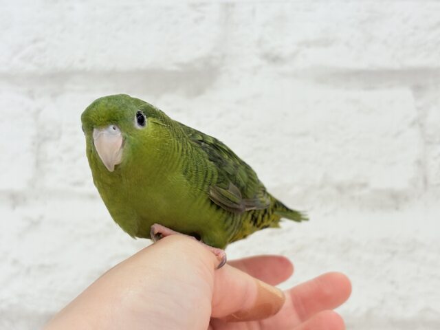 【最新画像更新🪄もうすぐひとり餌☆】サザナミ界のアピール番長☆サザナミインコ(ダークグリーンスパングルSF) ヒナ サザナミインコ