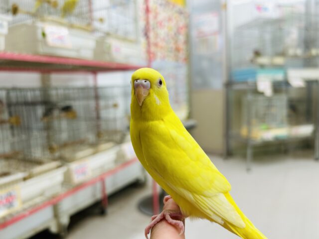 【☆最新画像更新☆】ルチノーカラーのセキセイちゃんがやって来ましたよ~🐤🐤 セキセイインコ セキセイインコ