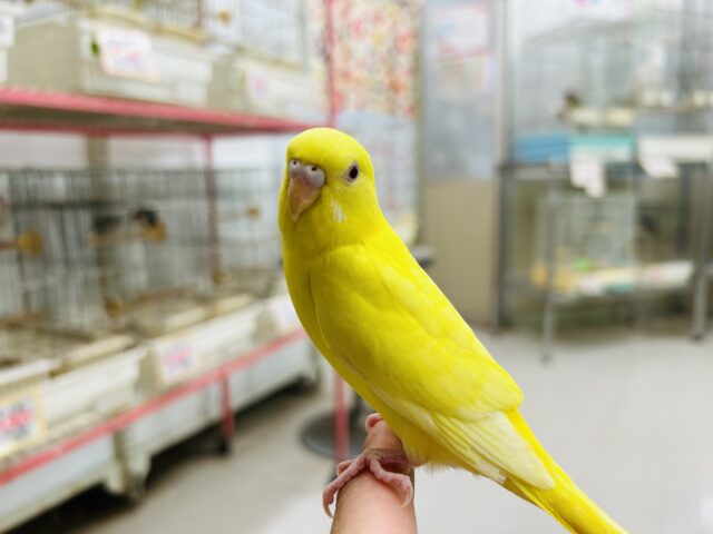 【☆最新画像更新☆】ルチノーカラーのセキセイちゃんがやって来ましたよ~🐤🐤 セキセイインコ セキセイインコ