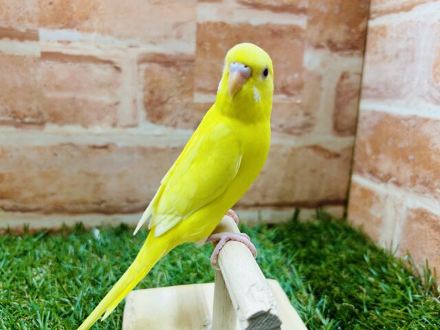 【☆最新画像更新☆】ルチノーカラーのセキセイちゃんがやって来ましたよ~🐤🐤 セキセイインコ セキセイインコ