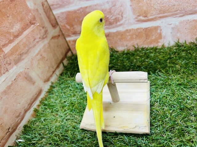 【☆最新画像更新☆】ルチノーカラーのセキセイちゃんがやって来ましたよ~🐤🐤 セキセイインコ セキセイインコ