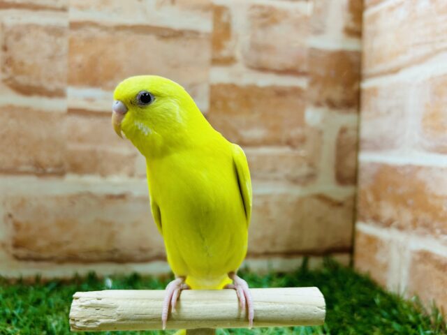【☆最新画像更新☆】ルチノーカラーのセキセイちゃんがやって来ましたよ~🐤🐤 セキセイインコ セキセイインコ