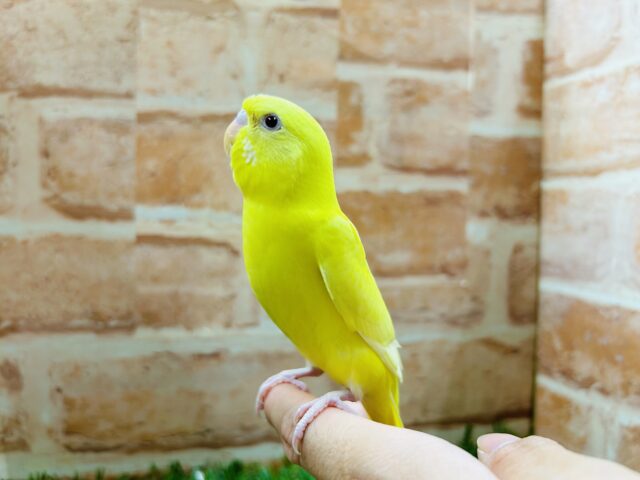 【☆最新画像更新☆】ルチノーカラーのセキセイちゃんがやって来ましたよ~🐤🐤 セキセイインコ セキセイインコ