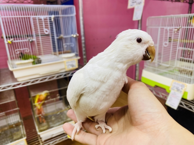 オキナインコ