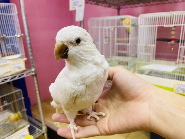 オキナインコ