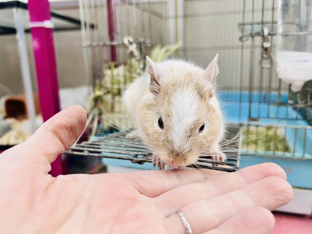 デグー