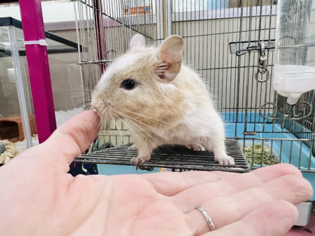 デグー