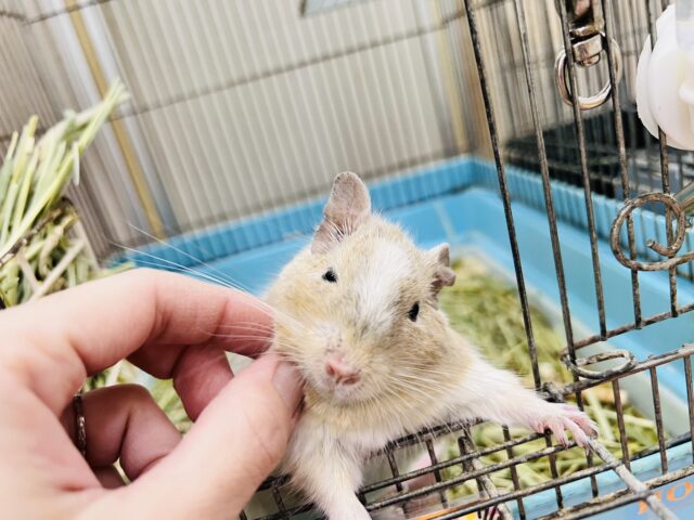 ふんわりカラーの食いしん坊♡デグー(サンドパイド)の男の子⭐️ デグー