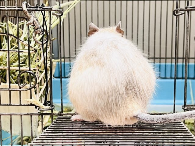 ふんわりカラーの食いしん坊♡デグー(サンドパイド)の男の子⭐️ デグー