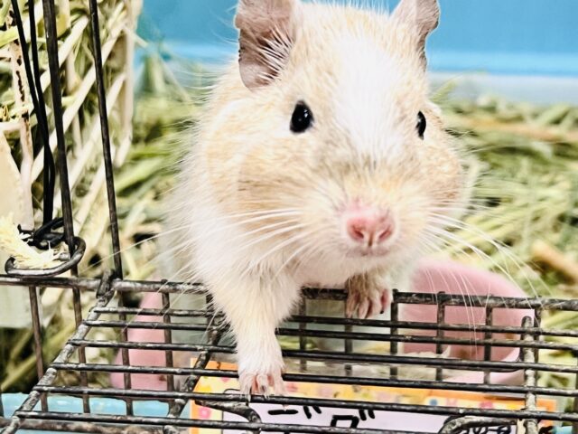 デグー