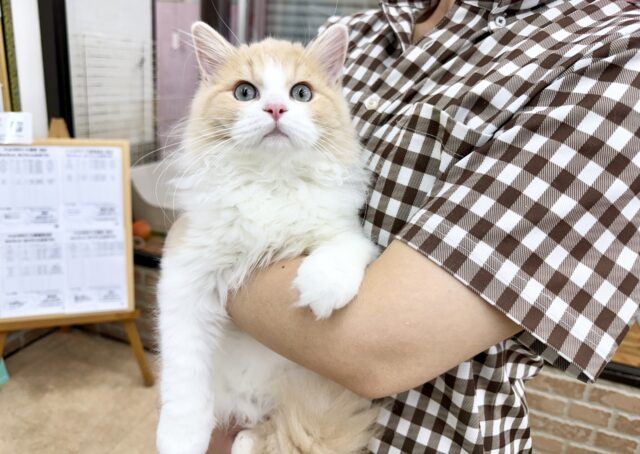 ミヌエット