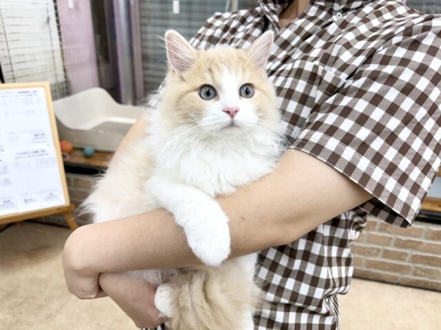 ミヌエット