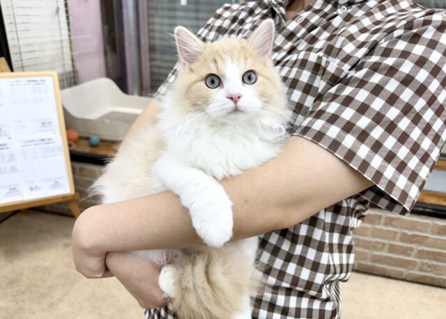 ミヌエット