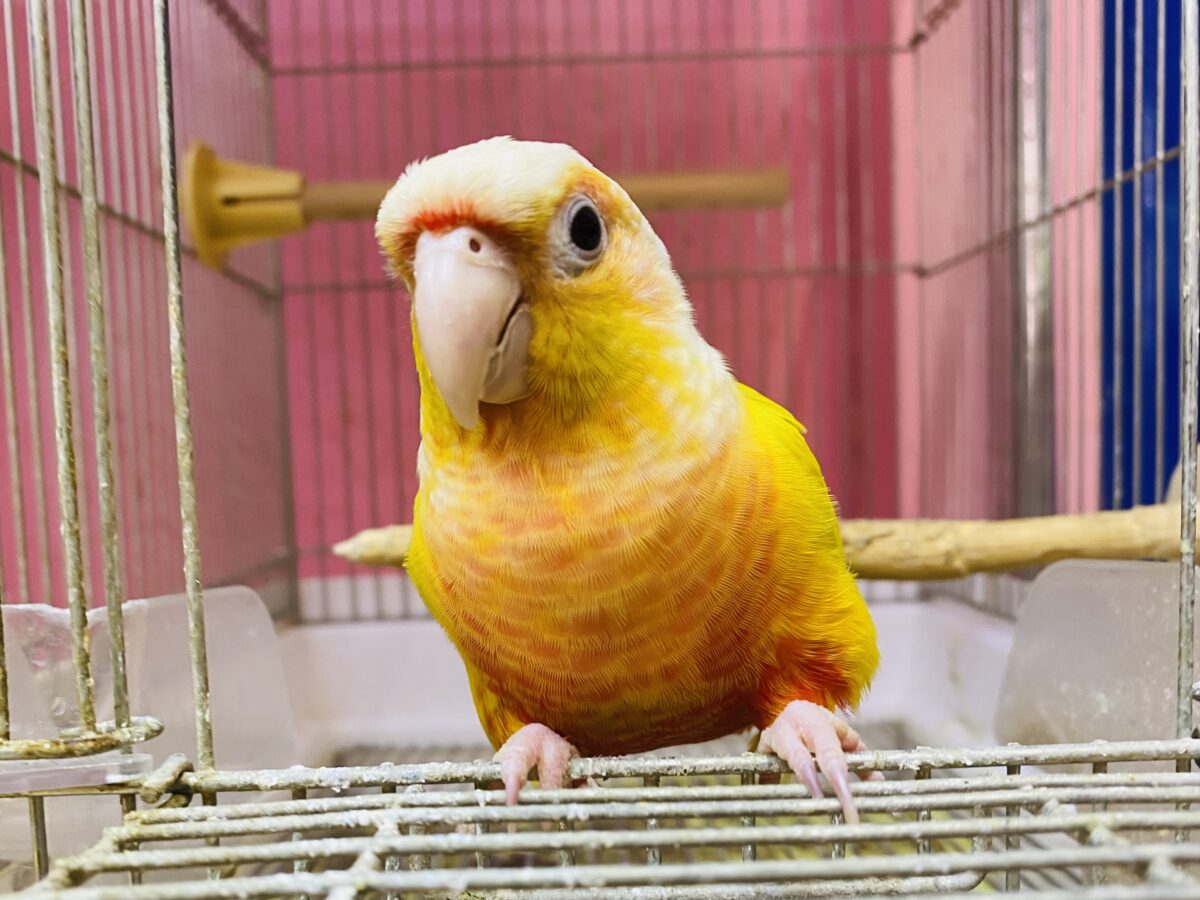 ホオミドリウロコインコ