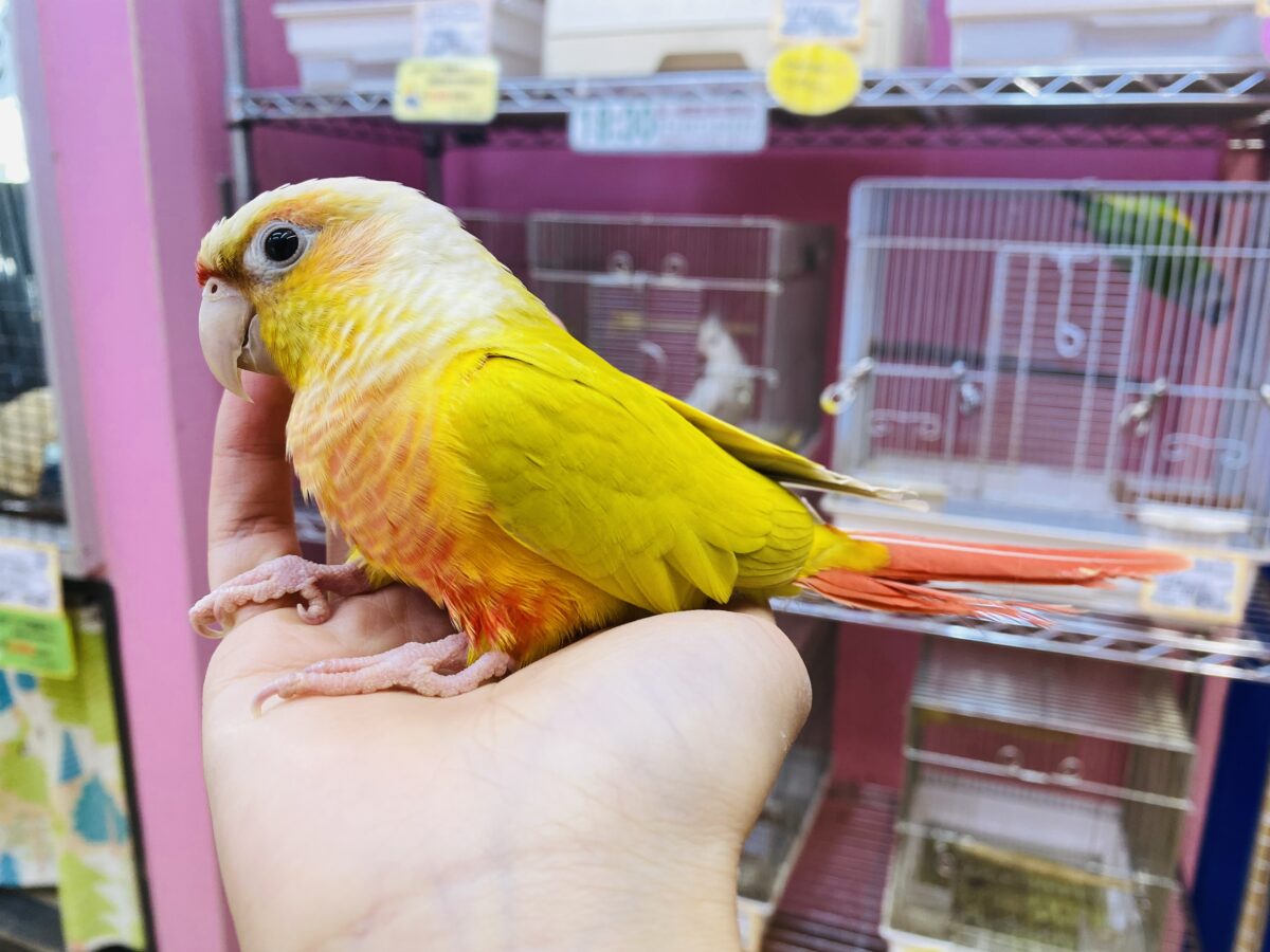 最新画像あります🌟ヒナ餌卒業🎓明るいイエローが素敵なサンサンカラー☀️ウロコインコのサンチーク❣️ ホオミドリウロコインコ