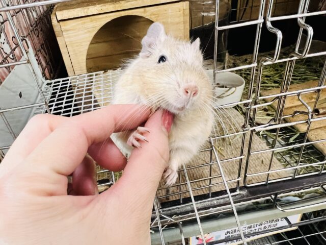 デグー