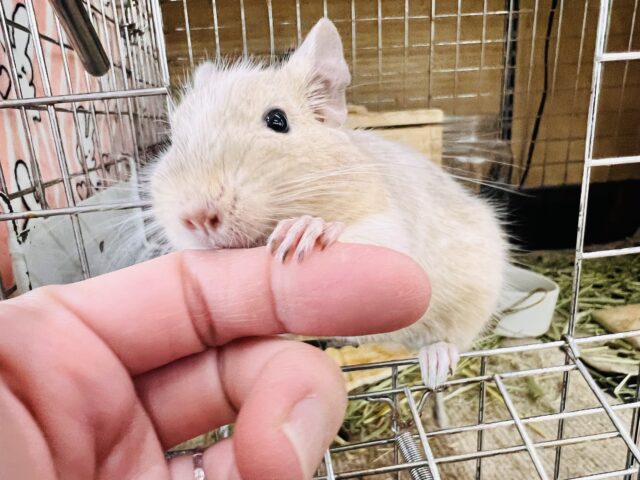 ふんわりカラーの食いしん坊♡デグー(サンドパイド)の男の子⭐️ デグー