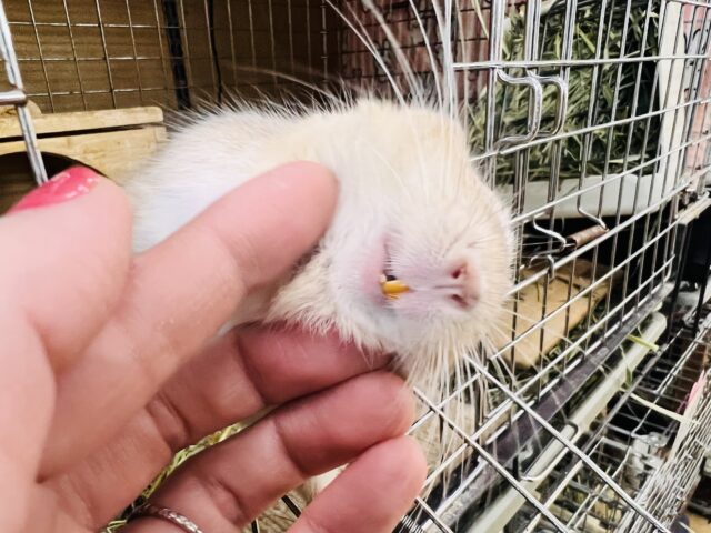 ふんわりカラーの食いしん坊♡デグー(サンドパイド)の男の子⭐️ デグー