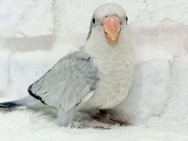 オキナインコ