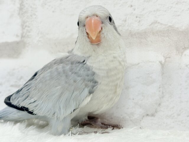 落ち着きカラーのペンギンさん🐧🩶オキナインコ(コバルトオパーリン) ヒナ オキナインコ
