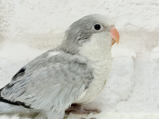 オキナインコ
