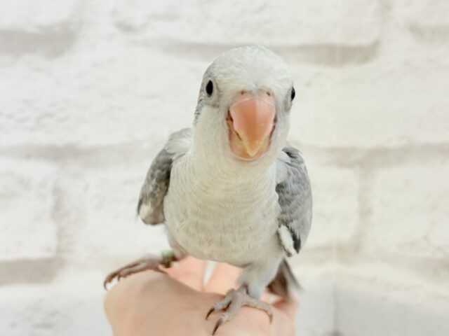 落ち着きカラーのペンギンさん🐧🩶オキナインコ(コバルトオパーリン) ヒナ オキナインコ
