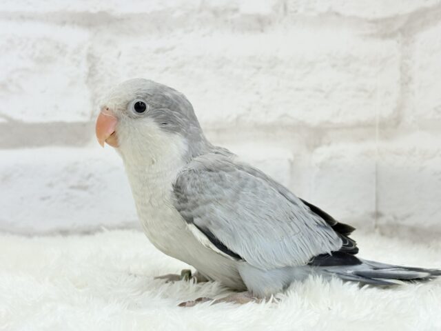 落ち着きカラーのペンギンさん🐧🩶オキナインコ(コバルトオパーリン) ヒナ オキナインコ